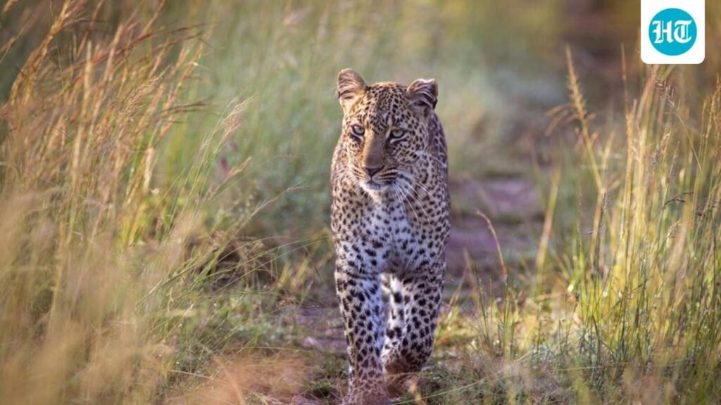 leopard-shot-dead-in-pune-after-three-fatal-attacks