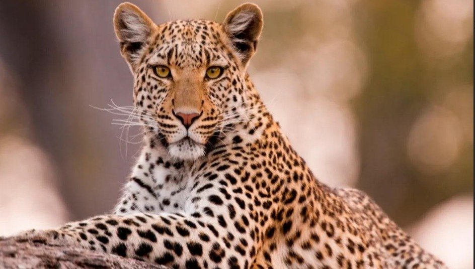 miraculous-escape-:-school-bag-saves-11-year-old-during-leopard-attack-in-palghar
