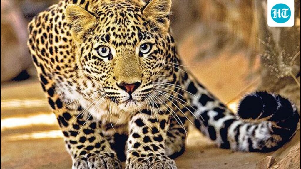 three-leopards-captured-in-past-24-hours-in-shirur-tehsil