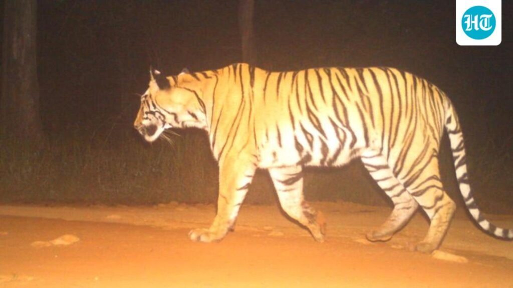 second-tigress-translocated-to-sahyadri-tiger-reserve-under-operation-tara:-watch