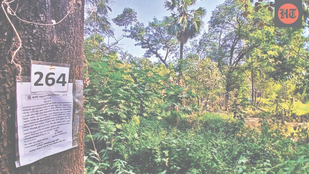 saving-tapovan:-ngt-halts-tree-felling-in-nashik-till-jan-15