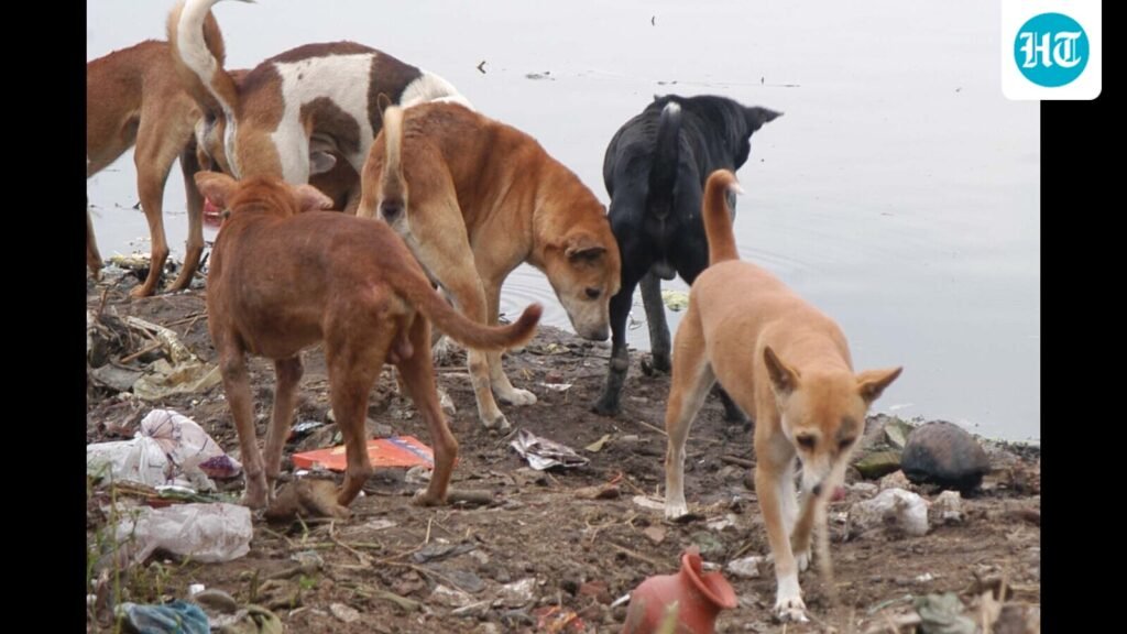ugc-mandates-nodal-officers,-committees-to-manage-stray-dogs-in-educational-institutions
