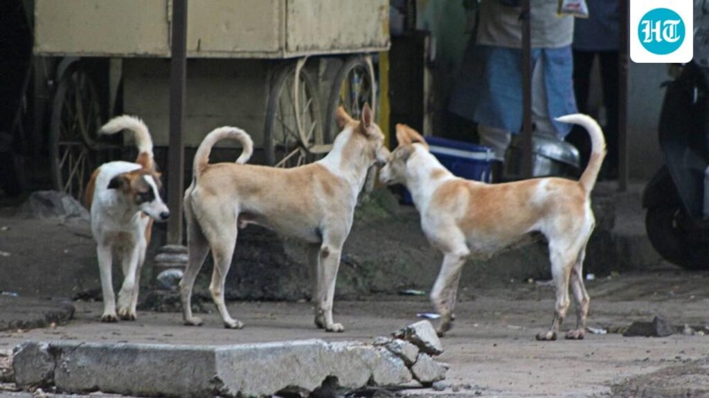 pmc-to-launch-mobile-unit-for-stray-dog-birth-control
