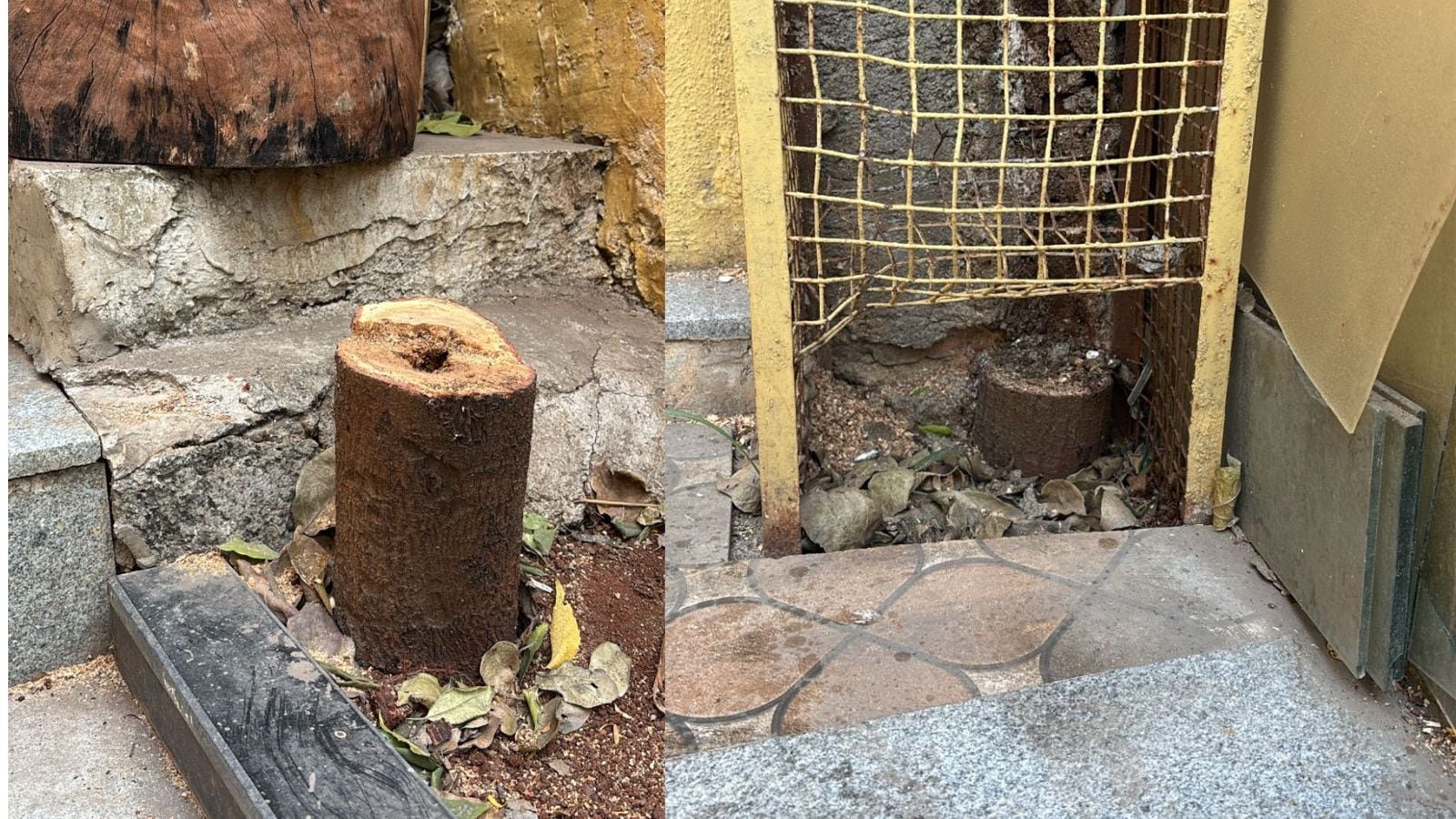 2-sandalwood-trees-stolen-from-pune-lawyer-asim-sarode’s-office-premises;-probe-on