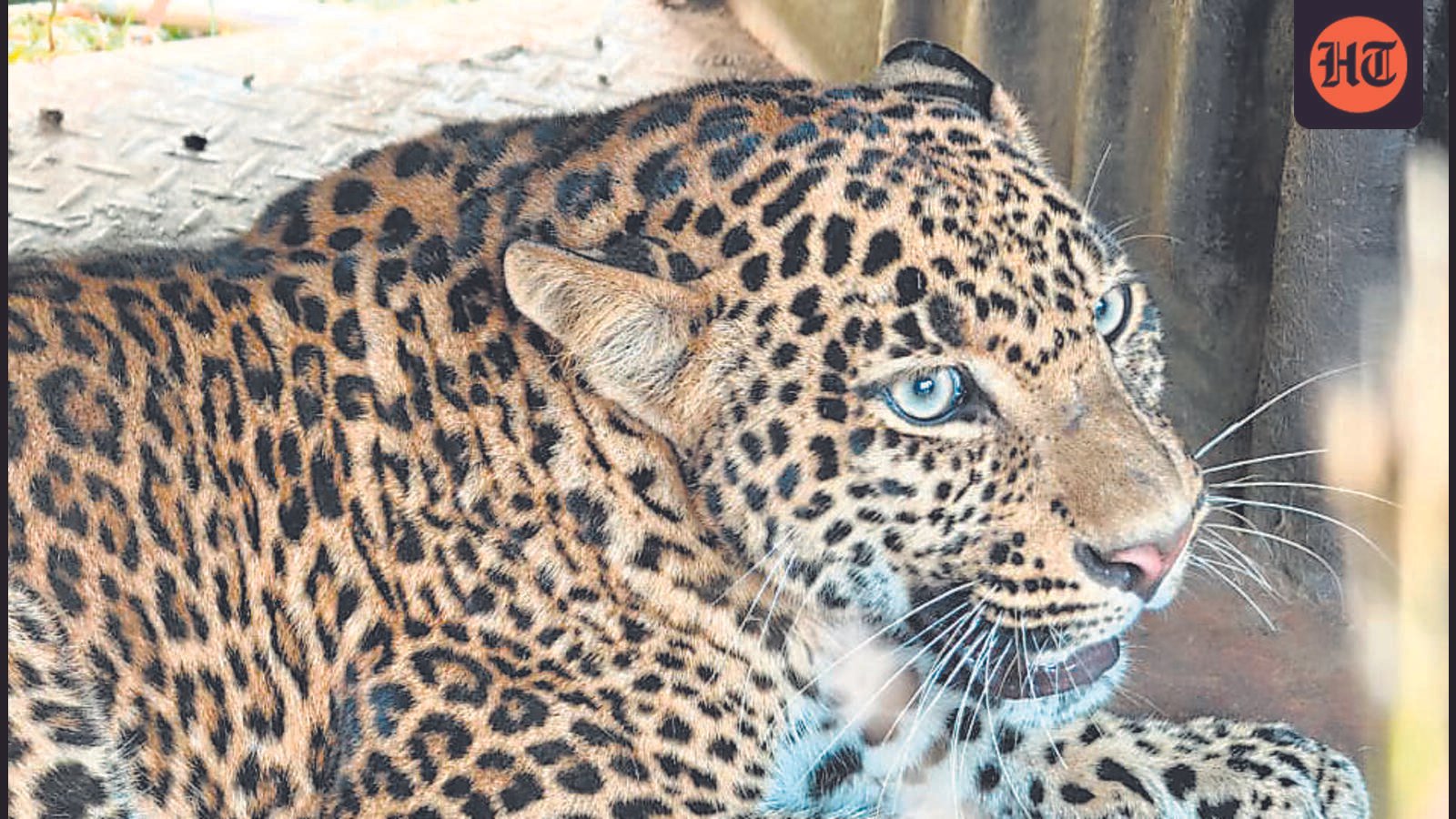 leopard-captured-after-three-days-of-wandering-in-joshiwadi