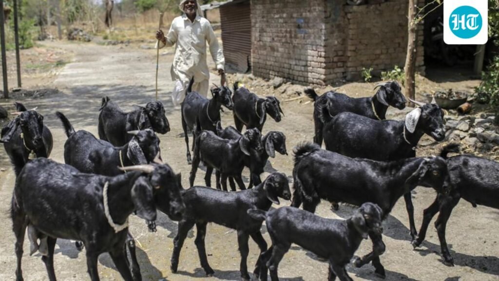 maha-to-manufacture-goatpox-vaccine-at-its-pune-institute