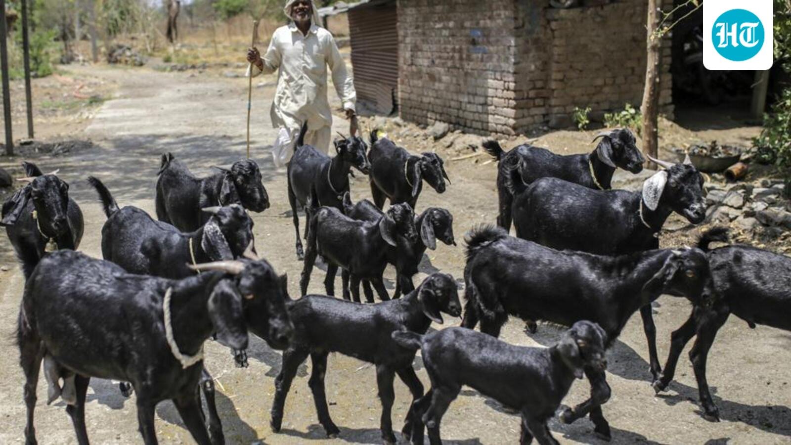 maha-to-manufacture-goatpox-vaccine-at-its-pune-institute