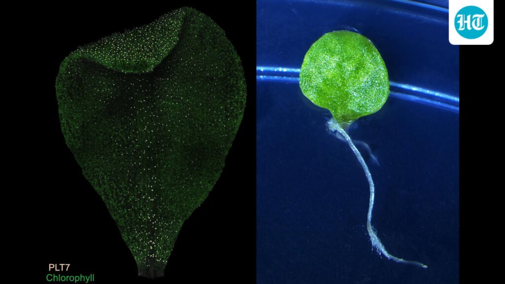 iiser-pune-scientists-decode-how-plants-heal-themselves