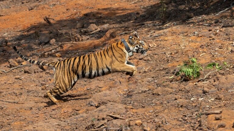 Third tigress Hirkani released in Koyna Wildlife Sanctuary