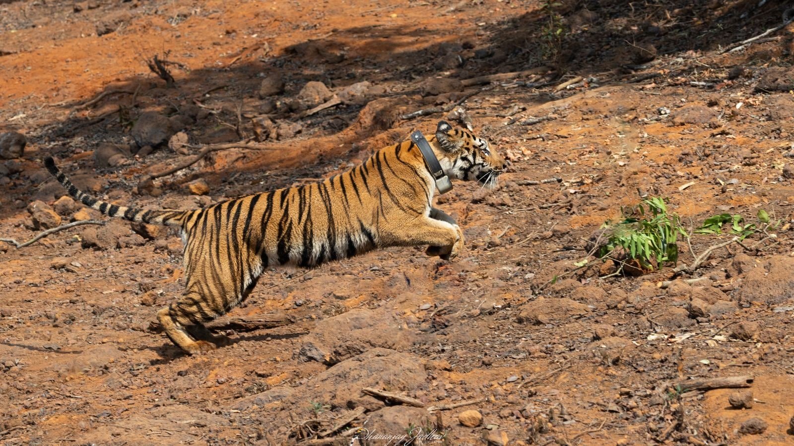 third-tigress-hirkani-released-in-koyna-wildlife-sanctuary