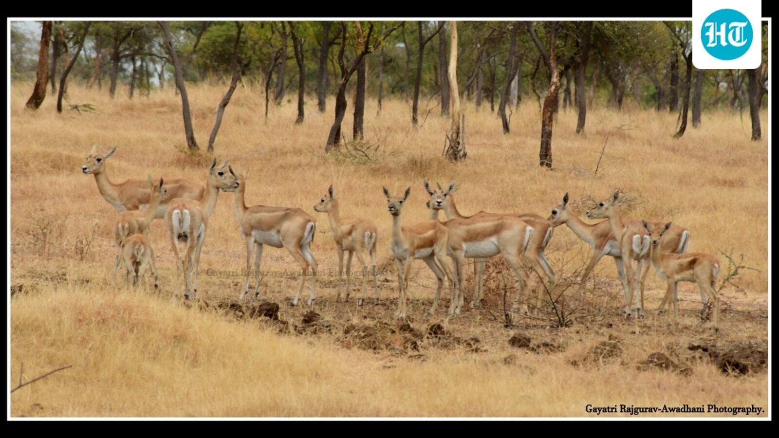 forest-dept.-flags-fire,-human-wildlife-conflict-risks-amid-water-shortage