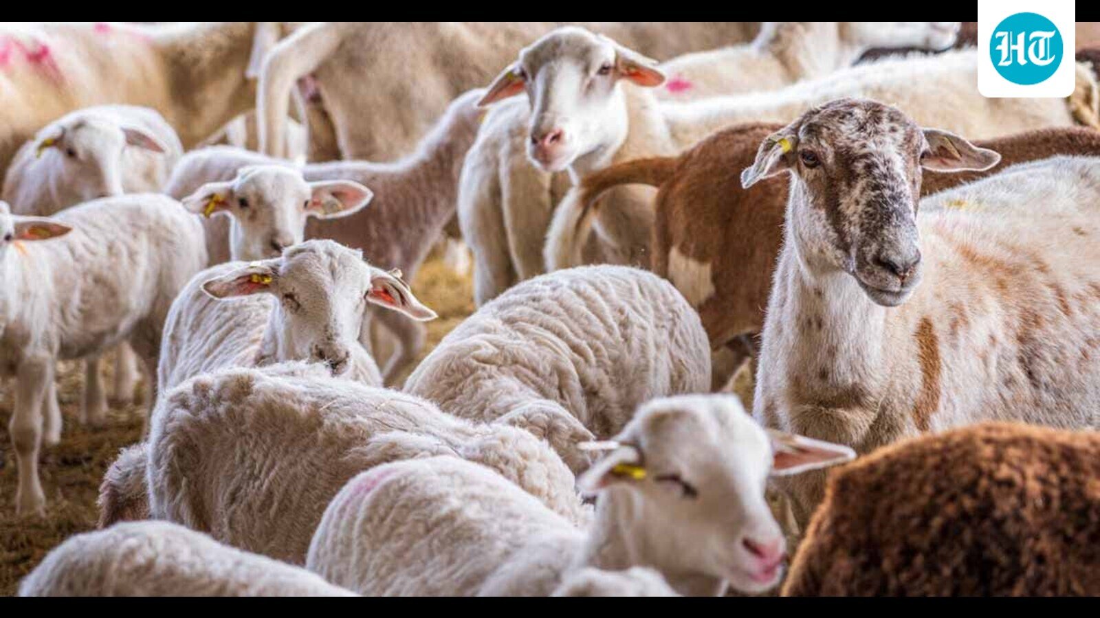 mutton-club:-the-social-order-in-colonial-india