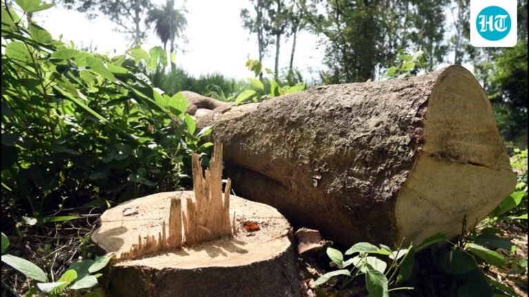 PMC seeks intervention by higher authorities for compensatory afforestation policy