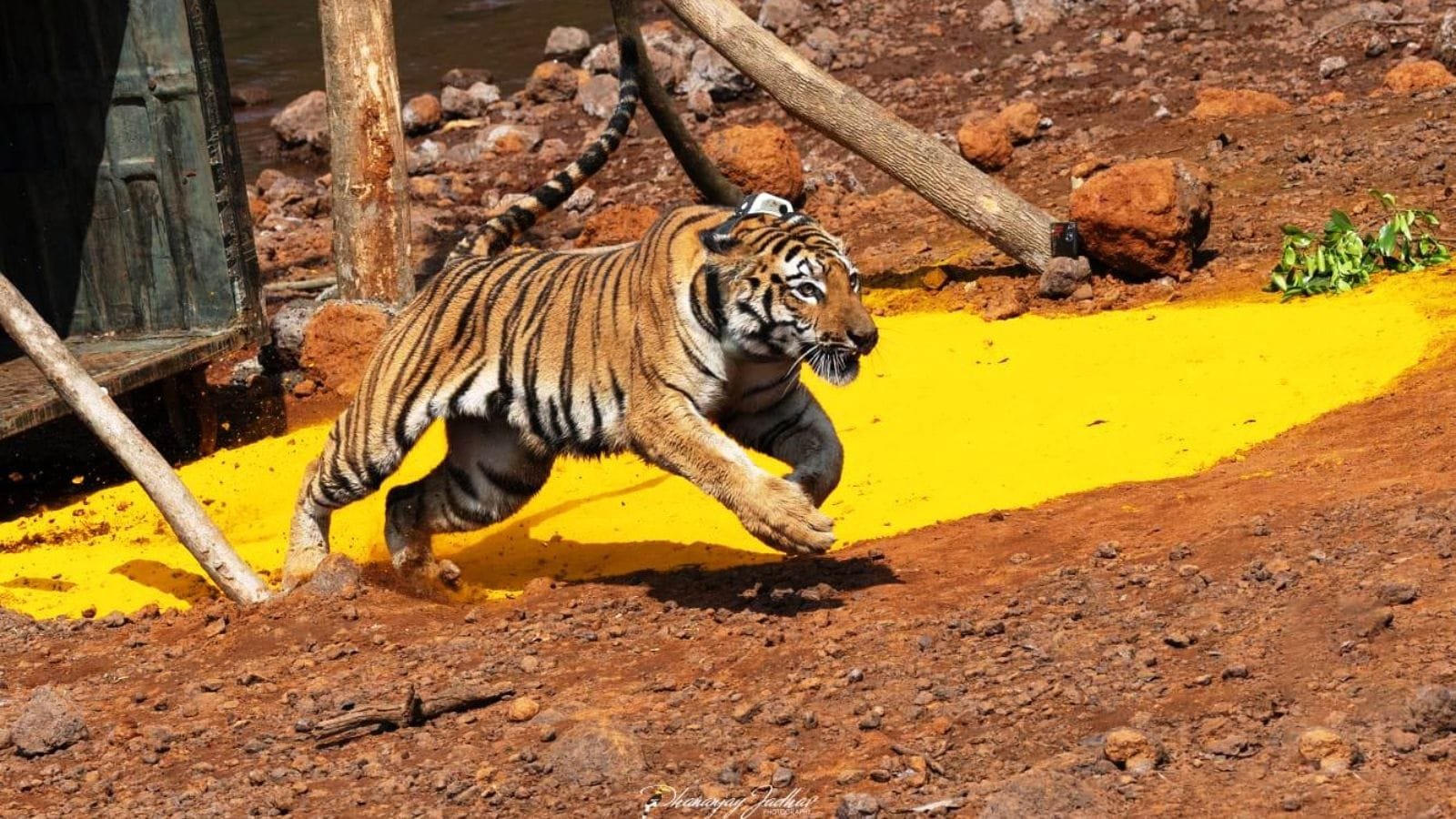 tigers-return-to-sahyadris,-but-villagers-feel-‘unsafe’