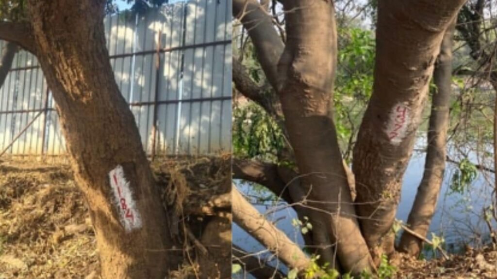 ‘riverfront-development-shouldn’t-cost-us-our-trees’:-residents-oppose-felling-of-689-trees-for-rfd