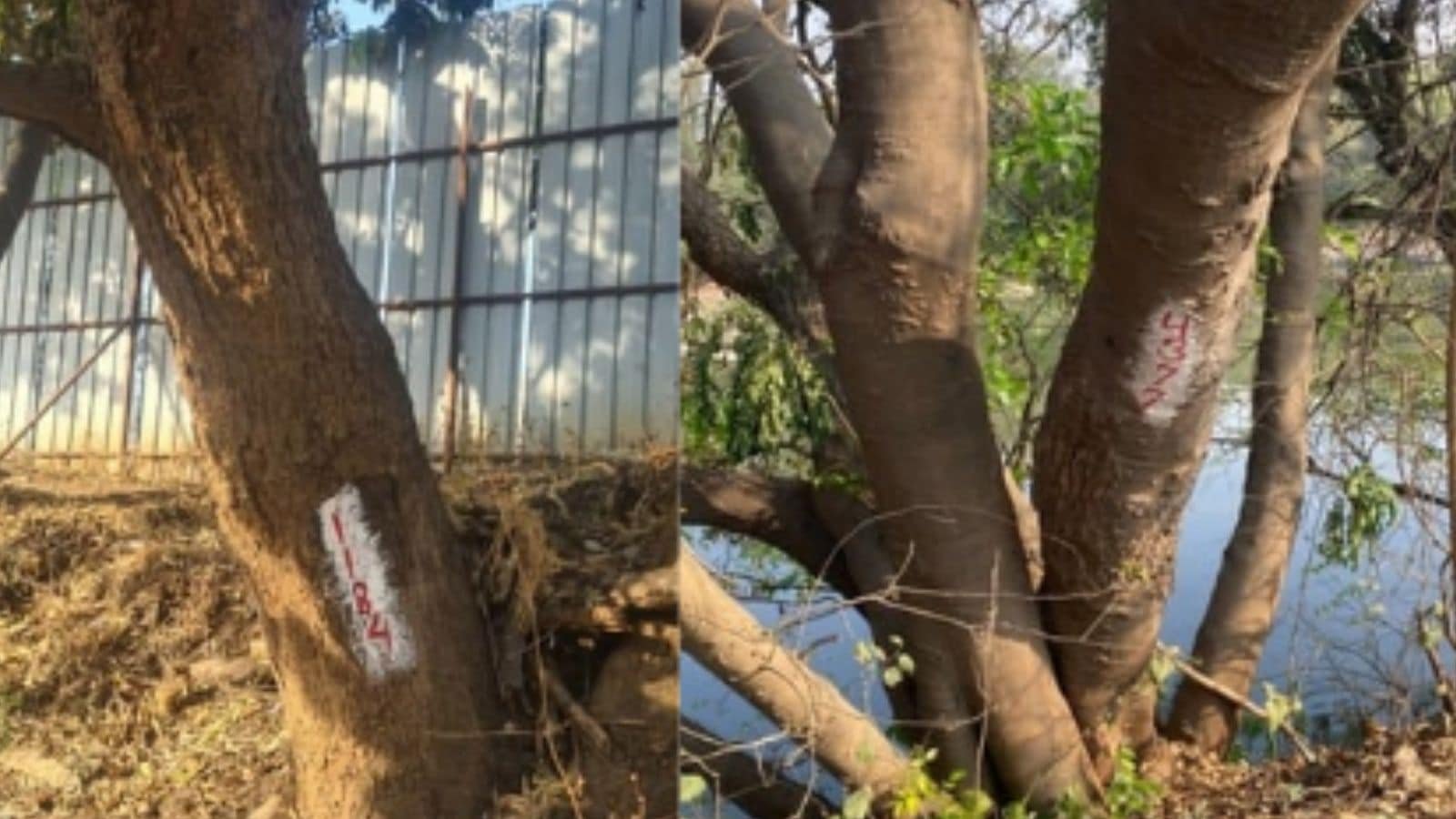 ‘riverfront-development-shouldn’t-cost-us-our-trees’:-residents-oppose-felling-of-689-trees-for-rfd