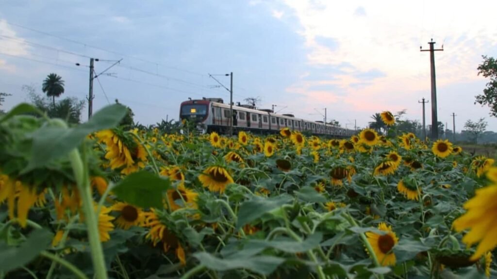 vibe-to-van-gogh:-why-pune’s-young-buyers-are-choosing-sunflowers-over-roses