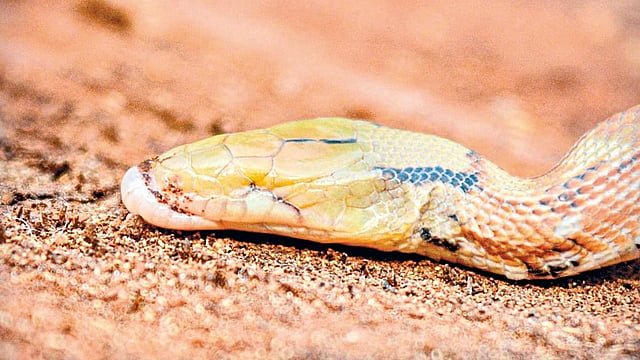 rare-eyeless-common-trinket-snake-in-pune-documented-in-international-journal