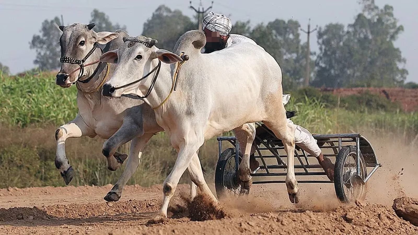 pune:-35-year-old-man-dies-after-being-hit-during-bullock-cart-race