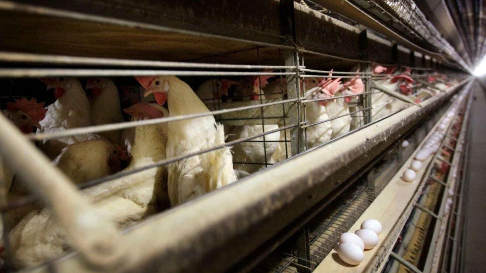 2-more-poultry-farms-near-maharashtra’s-navapur-test-positive-for-bird-flu