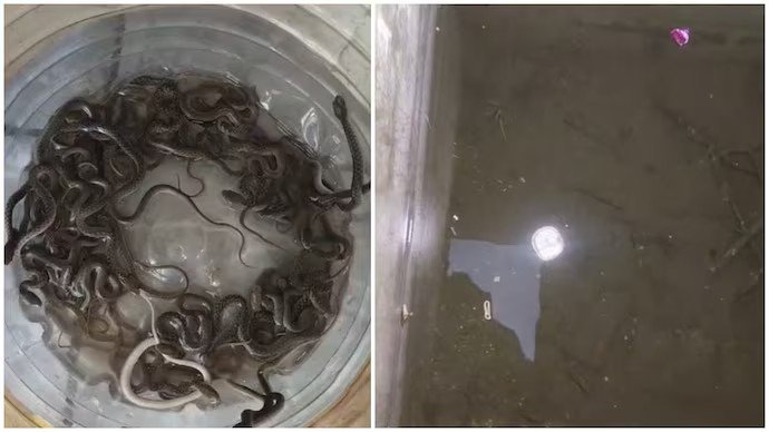 Watch: Family Opens Water Tank, Finds 27 Baby Snakes Crawling Inside…