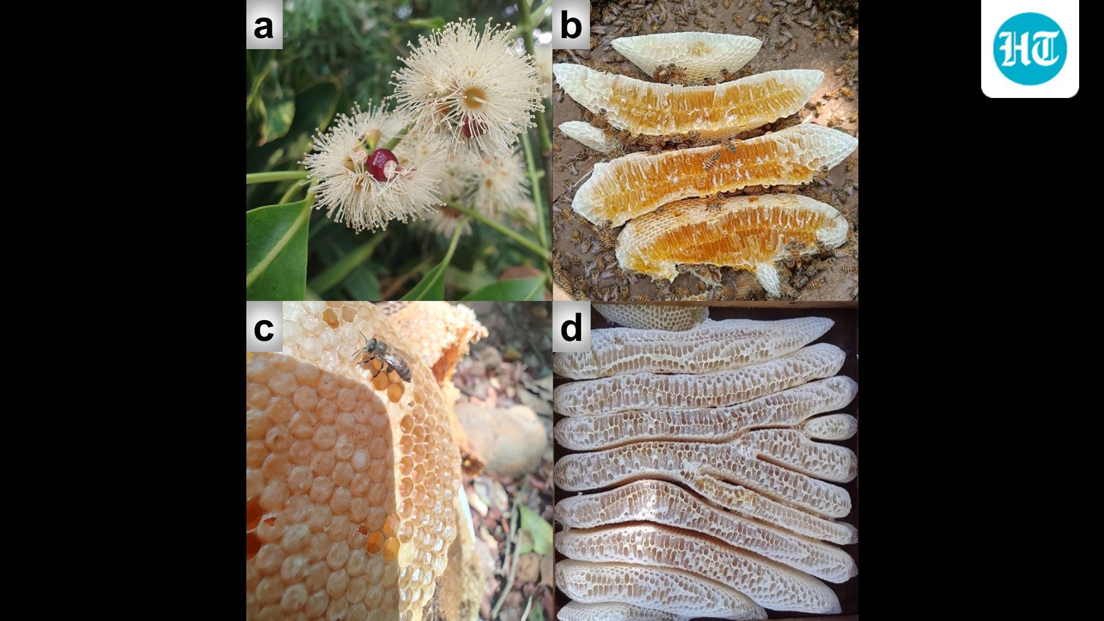 pune-scientists-develop-‘fingerprint’-test-for-authentic-jamun-honey