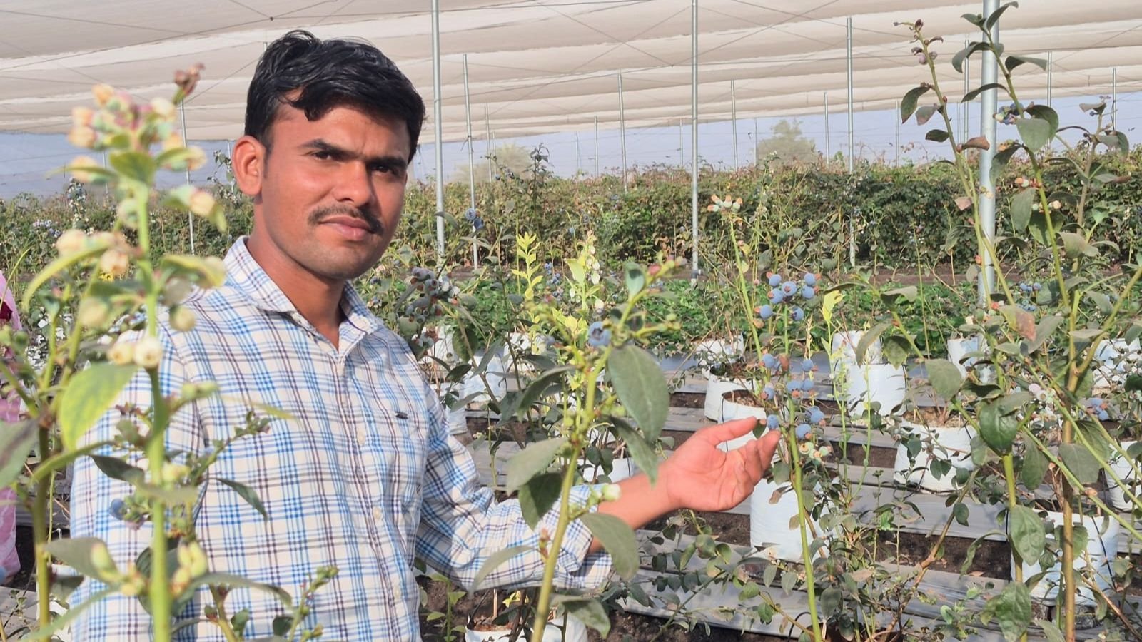 upsc-aspirant-to-berry-farmer:-how-a-satara-man-turned-failure-into-a-fresh-start