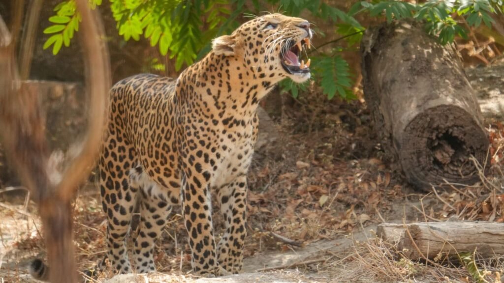leopard-kills-dog-at-a-residential-building-in-pimpri-chinchwad