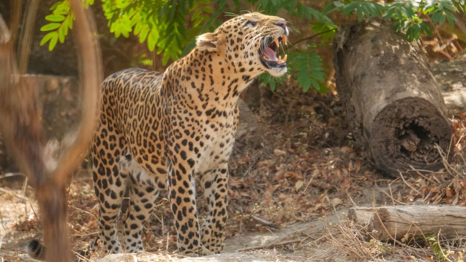 leopard-kills-dog-at-a-residential-building-in-pimpri-chinchwad