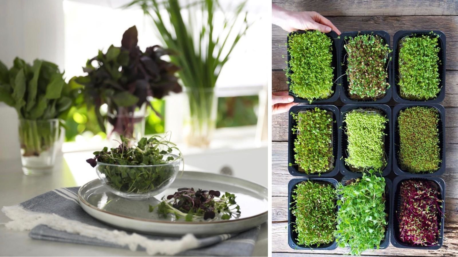 from-seeds-to-salad-in-7-days:-an-easy-home-gardening-guide