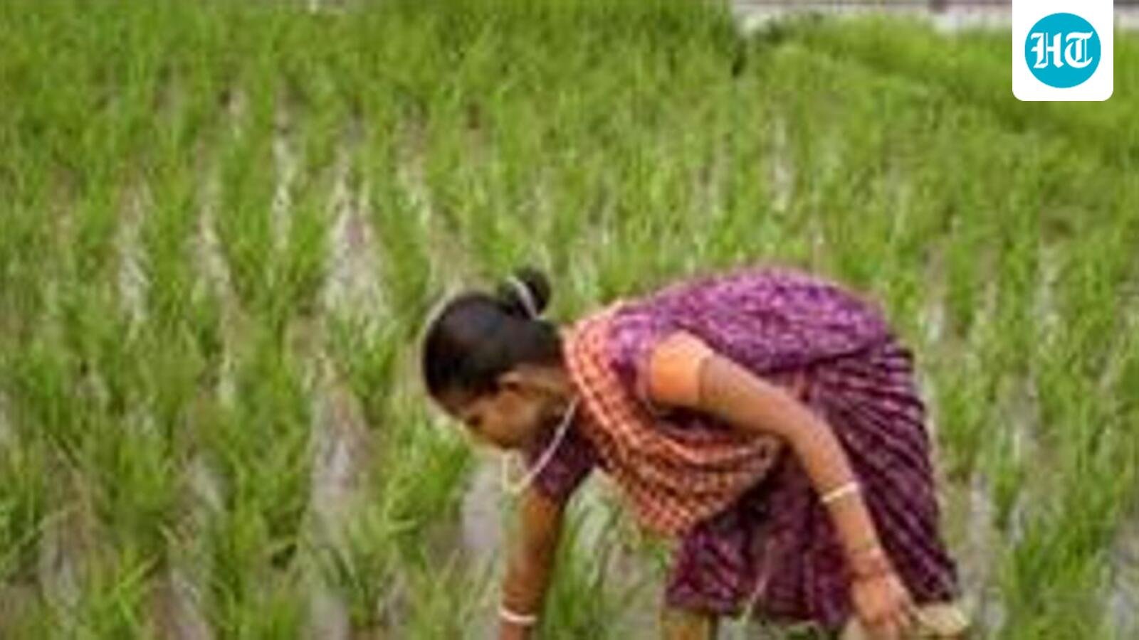 excess-july-rains-trigger-sharp-rebound-in-maharashtra’s-kharif-sowing