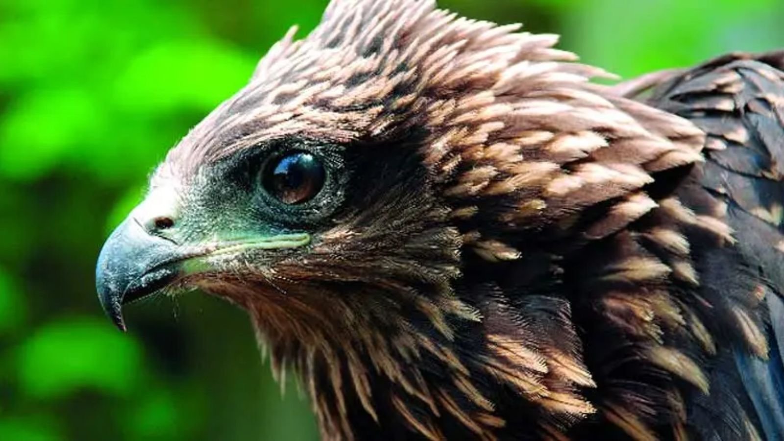 why-black-kites-remain-one-of-the-biggest-challenges-to-flying-operations-at-pune-airfield