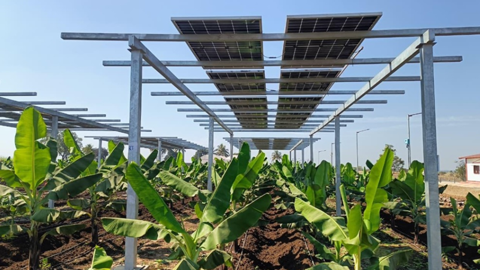 crops-below,-solar-above:-how-agrivoltaics-can-boost-farmer-income