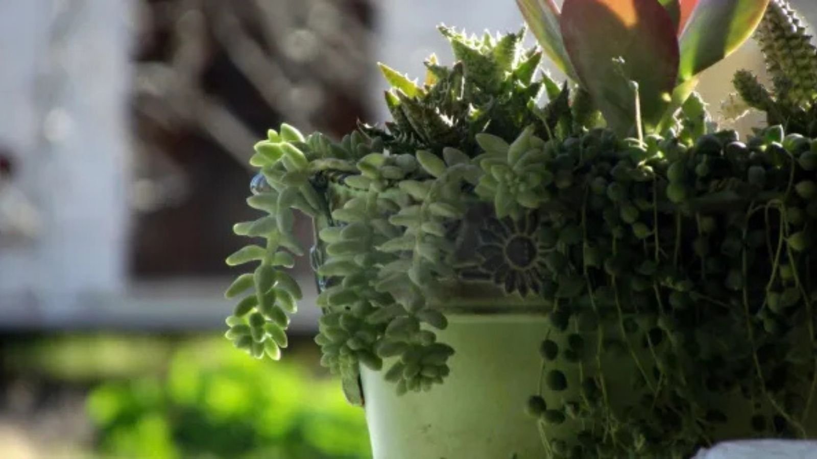 from-fodder-to-fashion:-how-cactus-could-become-‘green-gold’-for-farmers