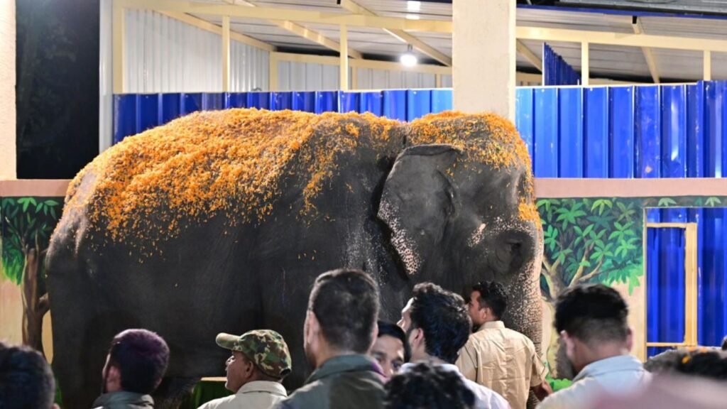 after-13-months-at-vantara-madhuri-the-elephant-gets-grand-welcome-in-kolhapur