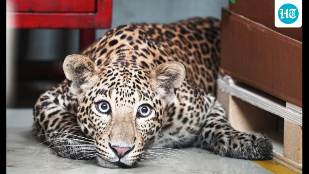 two-year-old-killed-in-leopard-attack-in-satara