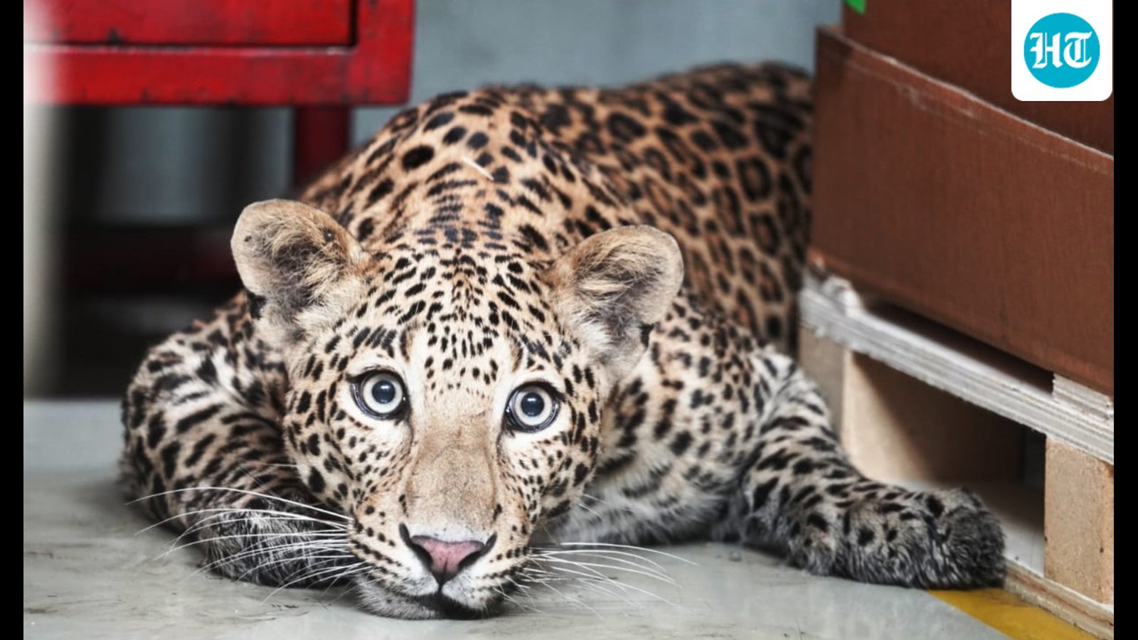 two-year-old-killed-in-leopard-attack-in-satara